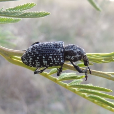 Chrysolopus spectabilis (Botany Bay Weevil) at Point Hut to Tharwa - 2 Mar 2016 by michaelb