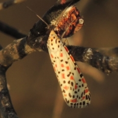 Utetheisa pulchelloides (Heliotrope Moth) at Point Hut to Tharwa - 2 Mar 2016 by michaelb