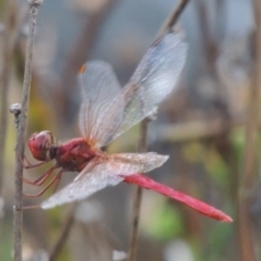 Diplacodes haematodes at Paddys River, ACT - 6 Apr 2016