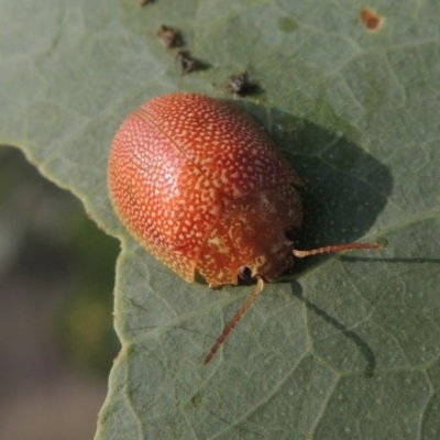 Paropsis atomaria (Eucalyptus leaf beetle) at Point Hut to Tharwa - 2 Mar 2016 by michaelb