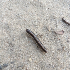 Solaenodolichopus sp. (genus) (Millepede) at Greenway, ACT - 16 Mar 2016 by MichaelBedingfield