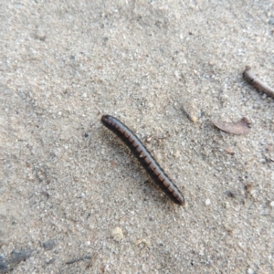 Solaenodolichopus sp. (genus) at Greenway, ACT - 16 Mar 2016