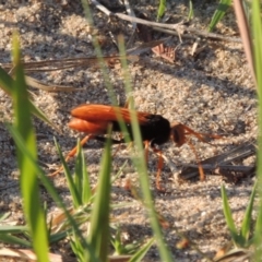 Cryptocheilus bicolor (Orange Spider Wasp) at Greenway, ACT - 3 Jan 2017 by MichaelBedingfield