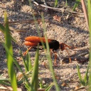 Cryptocheilus bicolor at Greenway, ACT - 3 Jan 2017 12:00 AM