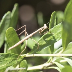 Mantodea (order) (Unidentified praying mantis) at Higgins, ACT - 12 Aug 2017 by AlisonMilton