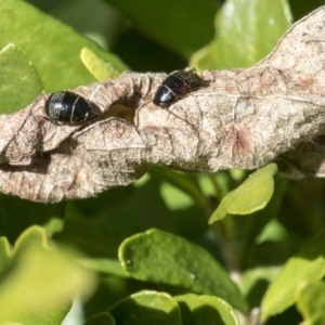 Ellipsidion australe at Higgins, ACT - 12 Aug 2017 11:06 AM