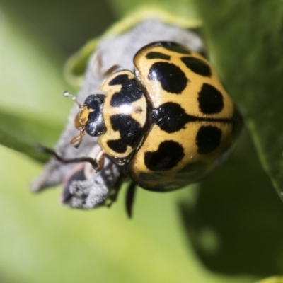 Harmonia conformis (Common Spotted Ladybird) at Higgins, ACT - 12 Aug 2017 by Alison Milton