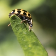 Harmonia conformis at Higgins, ACT - 12 Aug 2017 11:04 AM