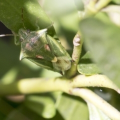 Morna florens (Shield bug) at Higgins, ACT - 12 Aug 2017 by AlisonMilton