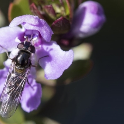 Melangyna viridiceps (Hover fly) at Higgins, ACT - 12 Aug 2017 by Alison Milton
