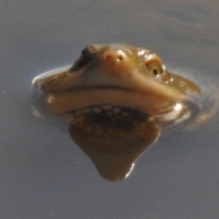 Chelodina longicollis (Eastern Long-necked Turtle) at Paddys River, ACT - 12 Aug 2017 by JohnBundock