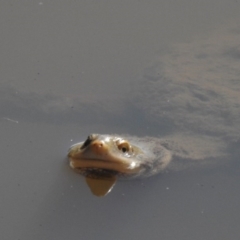 Chelodina longicollis at Paddys River, ACT - 12 Aug 2017