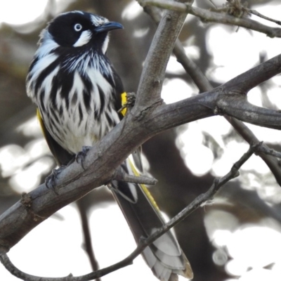 Phylidonyris novaehollandiae (New Holland Honeyeater) at Jerrabomberra Wetlands - 10 Aug 2017 by JohnBundock