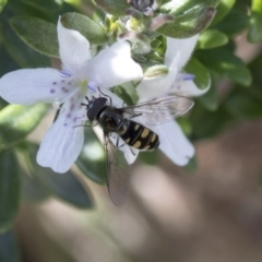 Melangyna viridiceps at Higgins, ACT - 12 Aug 2017 11:44 AM