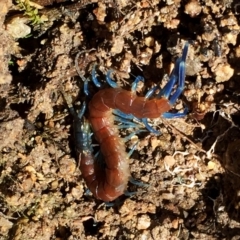 Rhysida nuda (Centipede) at Jerrabomberra, NSW - 15 Nov 2015 by Wandiyali