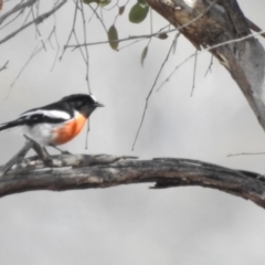 Petroica boodang at Paddys River, ACT - 12 Aug 2017 12:10 PM