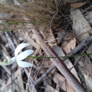 Caladenia catenata at Eden, NSW - suppressed