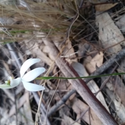 Caladenia catenata (White Fingers) at Eden, NSW - 12 Aug 2017 by DeanAnsell