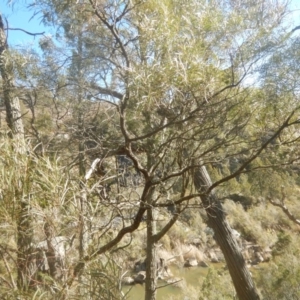 Acacia doratoxylon at The Ridgeway, NSW - 12 Aug 2017