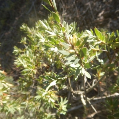 Styphelia triflora (Five-corners) at Molonglo Gorge - 12 Aug 2017 by MichaelMulvaney