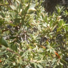 Styphelia triflora at Kowen, ACT - 12 Aug 2017