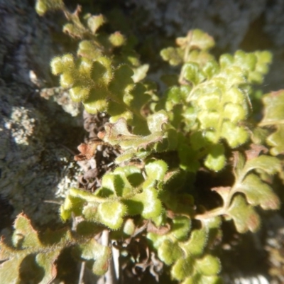 Pleurosorus rutifolius (Blanket Fern) at Molonglo Gorge - 12 Aug 2017 by MichaelMulvaney