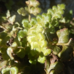 Asplenium subglandulosum at Kowen, ACT - 12 Aug 2017