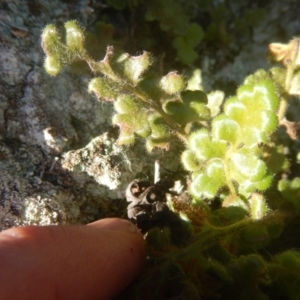 Asplenium subglandulosum at Kowen, ACT - 12 Aug 2017 02:44 PM