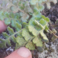 Asplenium subglandulosum at Kowen, ACT - 12 Aug 2017