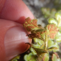 Asplenium subglandulosum at Kowen, ACT - 12 Aug 2017 02:44 PM