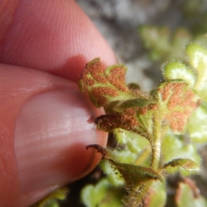 Asplenium subglandulosum at Kowen, ACT - 12 Aug 2017