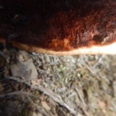 Postia pelliculosa at The Ridgeway, NSW - 12 Aug 2017