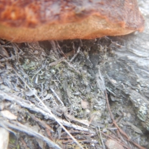 Postia pelliculosa at The Ridgeway, NSW - 12 Aug 2017