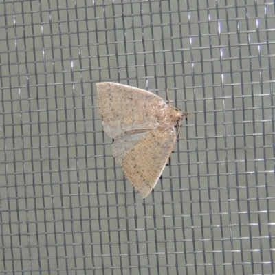 Authaemon stenonipha (Pale-bordered Cape-moth (Ennominae)) at Conder, ACT - 11 Apr 2015 by MichaelBedingfield