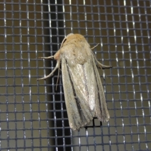 Leucania diatrecta at Conder, ACT - 1 Apr 2016 09:43 PM