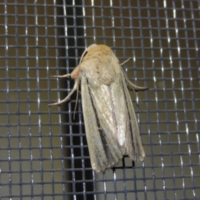 Leucania diatrecta (A Noctuid moth) at Conder, ACT - 1 Apr 2016 by michaelb