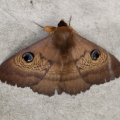 Dasypodia selenophora (Southern old lady moth) at Namadgi National Park - 5 Nov 2016 by HarveyPerkins