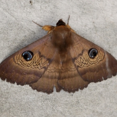 Dasypodia selenophora (Southern old lady moth) at Namadgi National Park - 5 Nov 2016 by HarveyPerkins