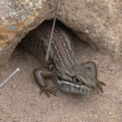 Liopholis whitii (White's Skink) at QPRC LGA - 7 Jan 2010 by HarveyPerkins