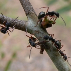 Dolichoderus doriae (Dolly ant) at QPRC LGA - 7 Jan 2010 by HarveyPerkins