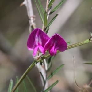 Vicia sativa subsp. nigra at Cotter River, ACT - 6 Nov 2016 12:49 PM