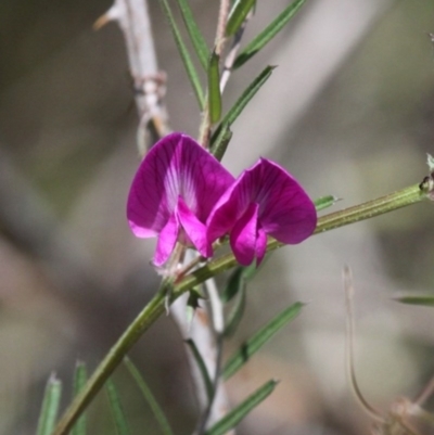 Vicia sativa subsp. nigra (Narrow-leaved Vetch) at Cotter River, ACT - 6 Nov 2016 by HarveyPerkins