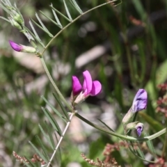 Vicia sativa subsp. nigra at Cotter River, ACT - 6 Nov 2016 12:49 PM