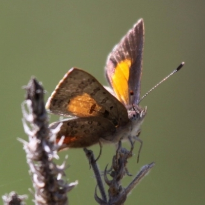 Paralucia aurifera (Bright Copper) at Booth, ACT - 8 Nov 2015 by HarveyPerkins