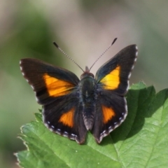 Paralucia aurifera (Bright Copper) at Lower Cotter Catchment - 23 Oct 2015 by HarveyPerkins