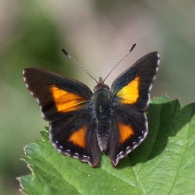 Paralucia aurifera (Bright Copper) at Cotter River, ACT - 23 Oct 2015 by HarveyPerkins