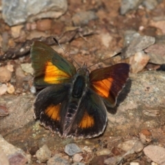 Paralucia aurifera (Bright Copper) at Lower Cotter Catchment - 23 Oct 2015 by HarveyPerkins