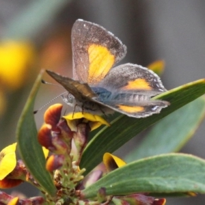 Paralucia aurifera at Paddys River, ACT - 30 Oct 2016