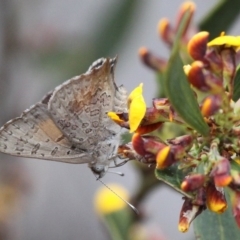 Paralucia aurifera at Paddys River, ACT - 30 Oct 2016