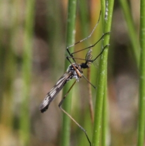 Gynoplistia sp. (genus) at Coree, ACT - 6 Nov 2016 01:22 PM